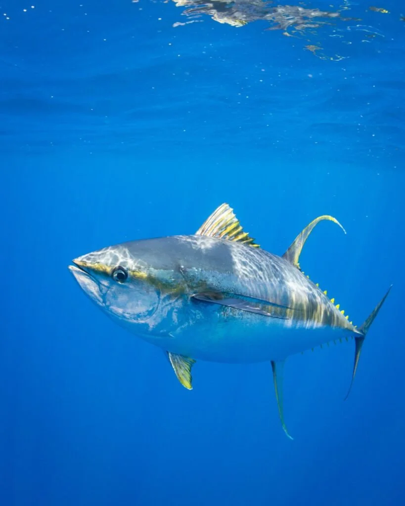 Fisheries