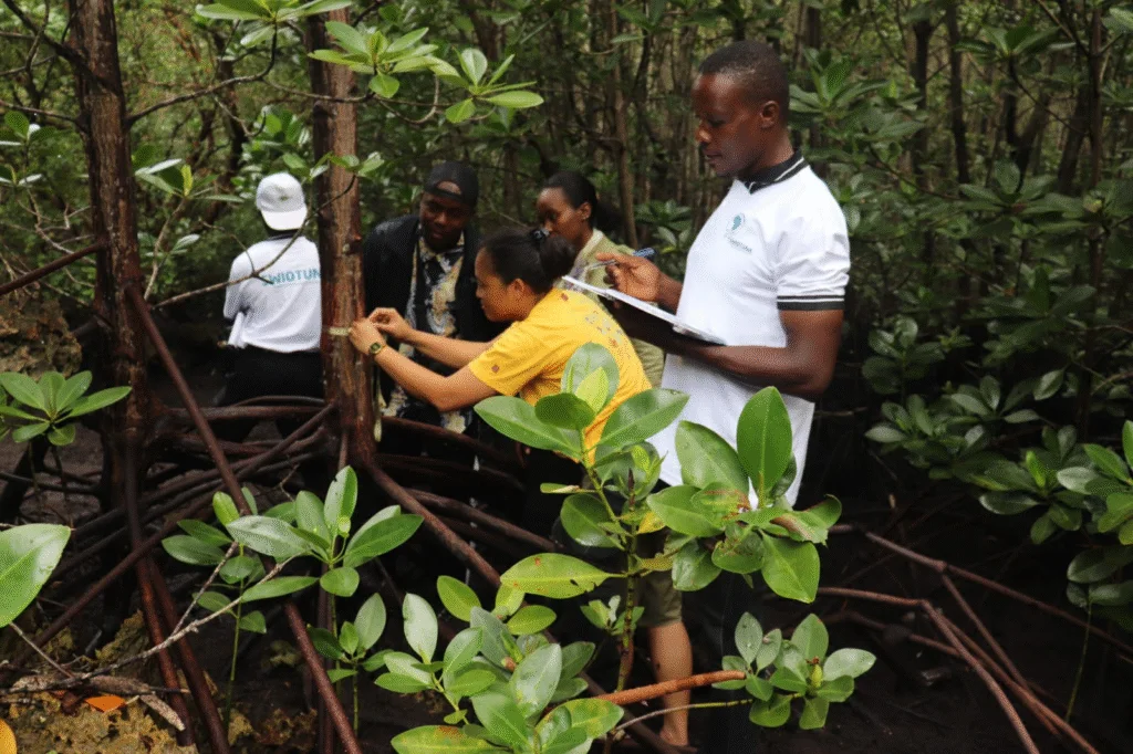Learning-tour participants measuring and recording mangrove carbon stocks at Mikoko Pamoja in Kenya.